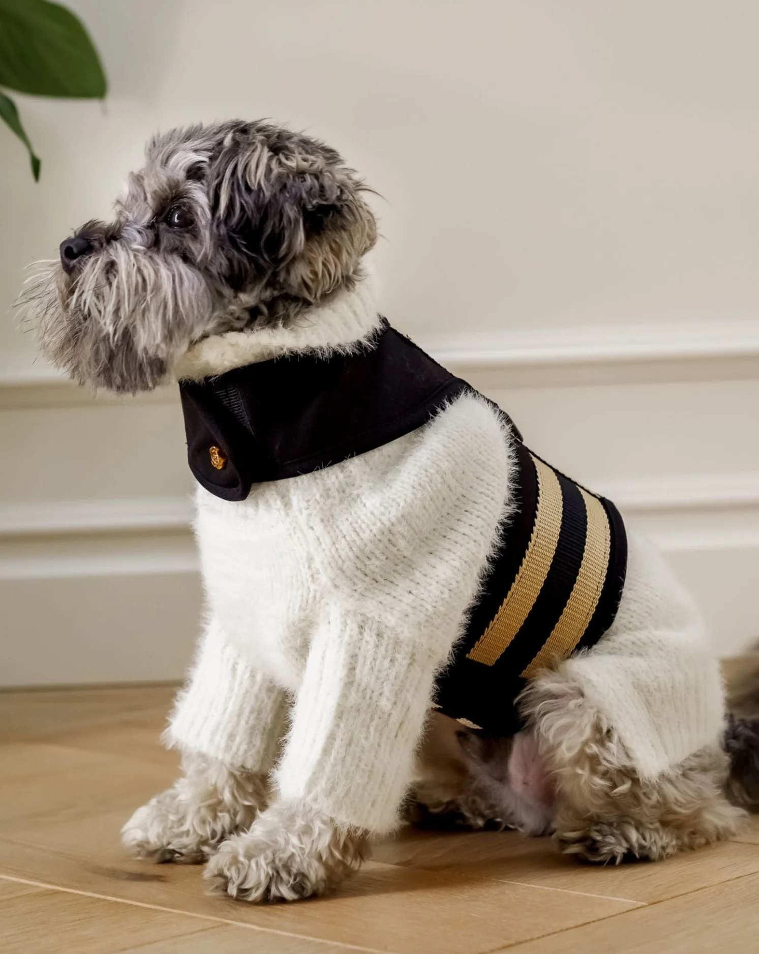 The City Dog Harness in Rue Cambon