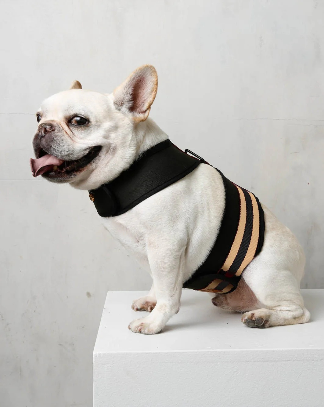 The City Dog Harness in Rue Cambon - Image 3
