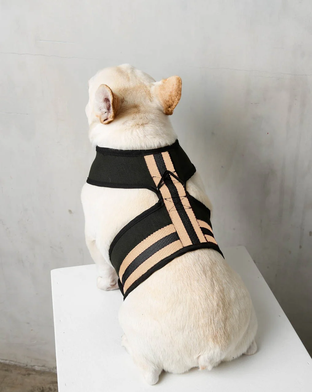 The City Dog Harness in Rue Cambon - Image 4