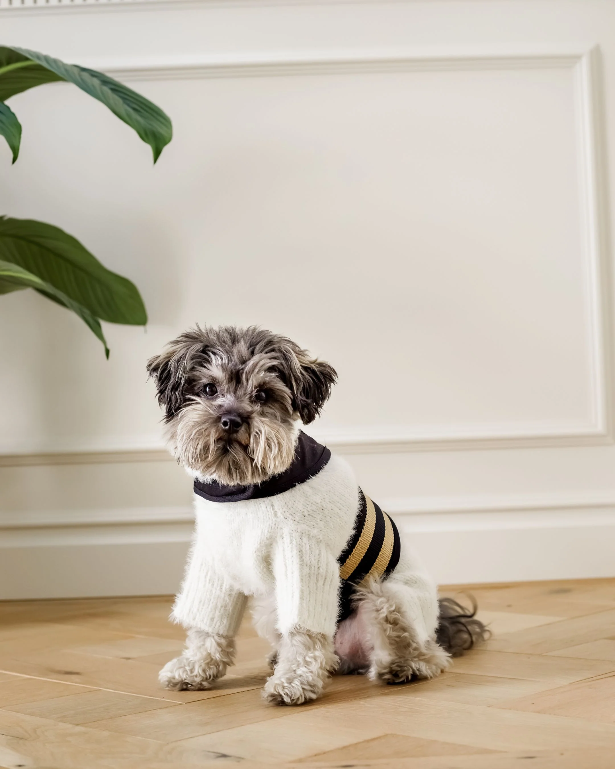 The City Dog Harness in Rue Cambon - Image 5