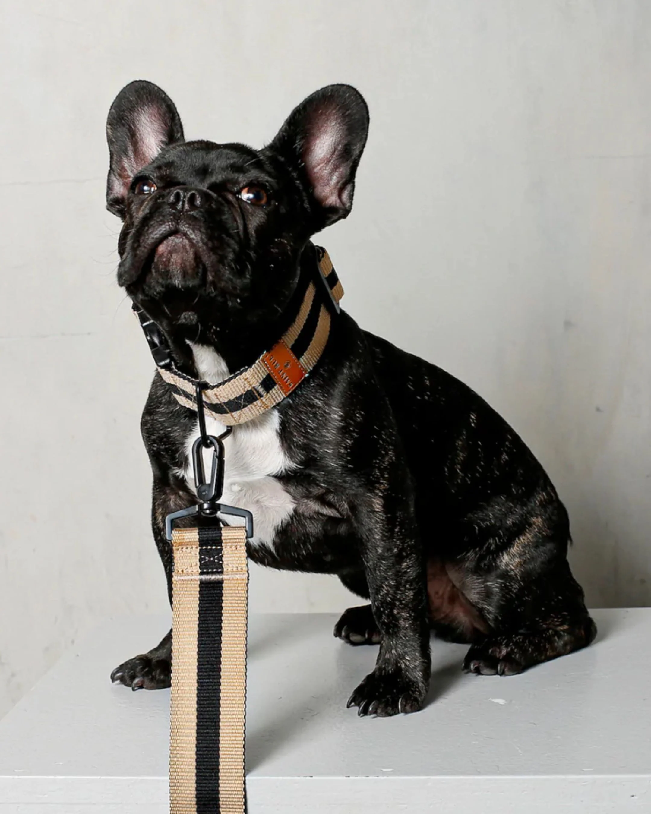 Le Classic Dog Leash in Rue Cambon - Image 4
