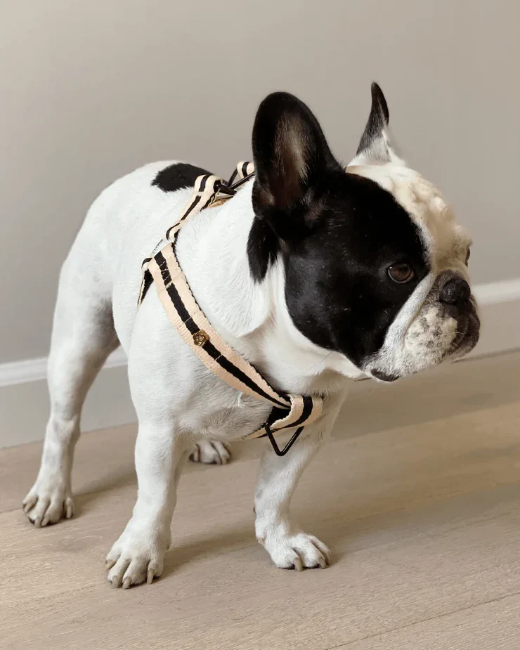 Le Classic Dog Harness in Rue Cambon - Image 3