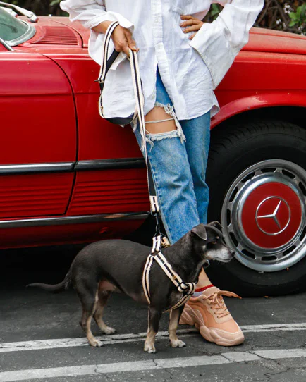 Le Classic Dog Harness in Rue Cambon - Image 4