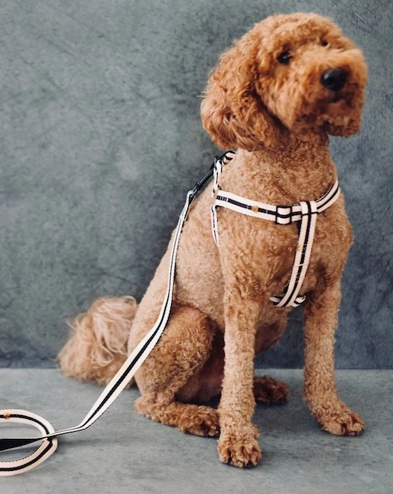 Le Classic Dog Harness in Rue Cambon - Image 5