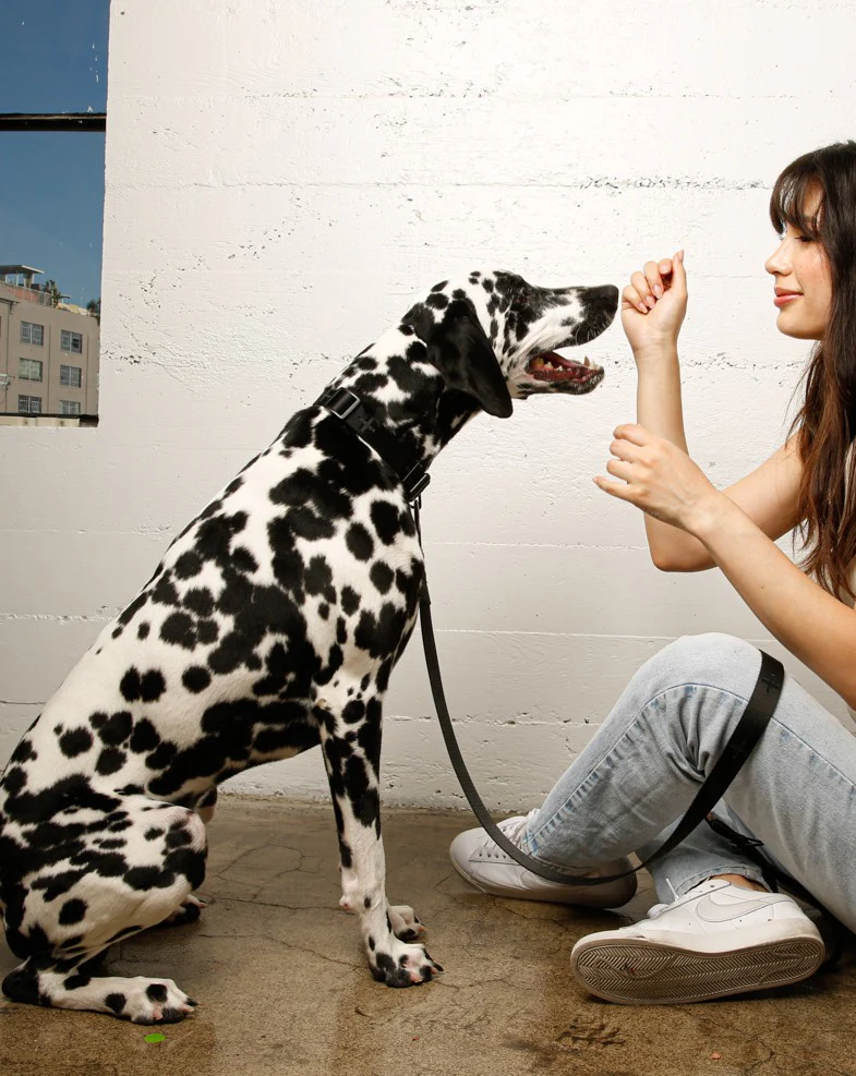 Le Luxe Dog Leash in Neo - Image 6