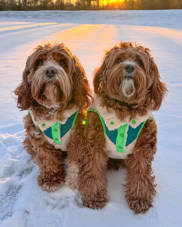 Cabin Critter Neon Green Sherpa Dog Vest - Image 3