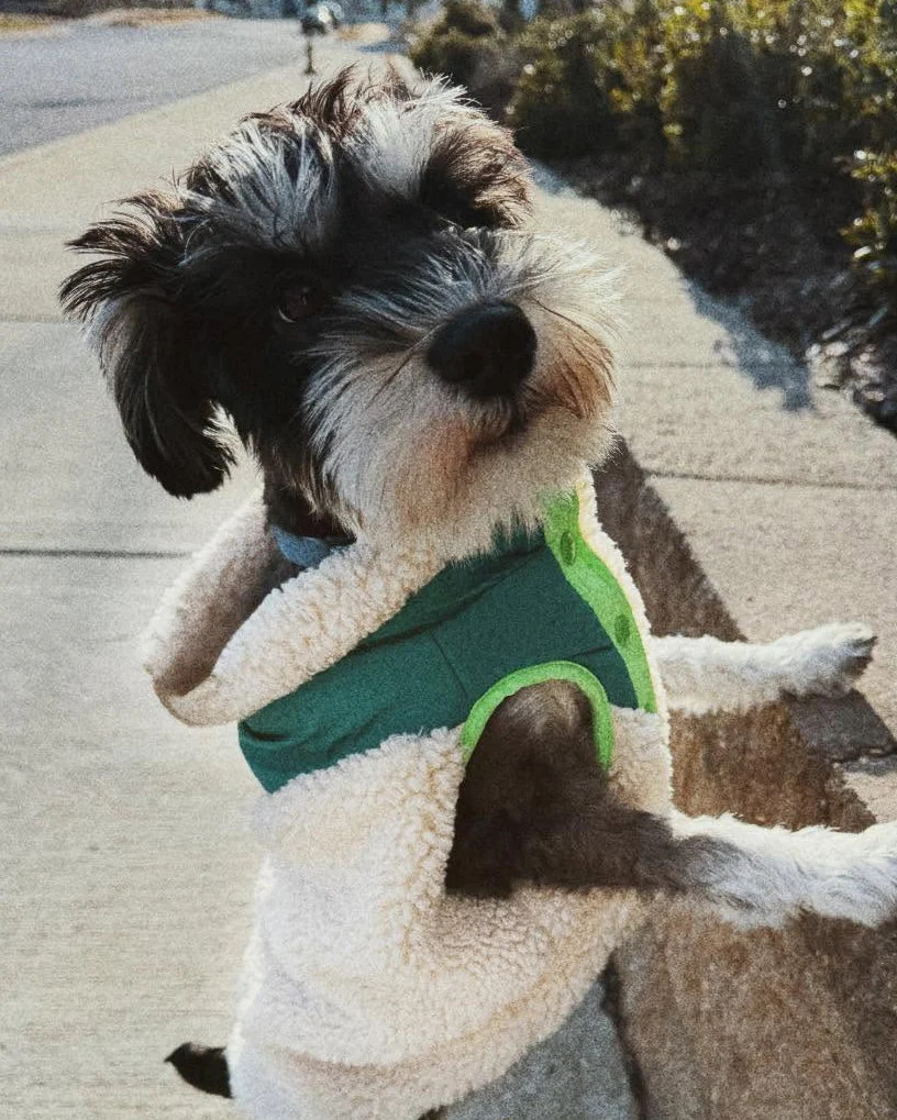 Cabin Critter Neon Green Sherpa Dog Vest - Image 6