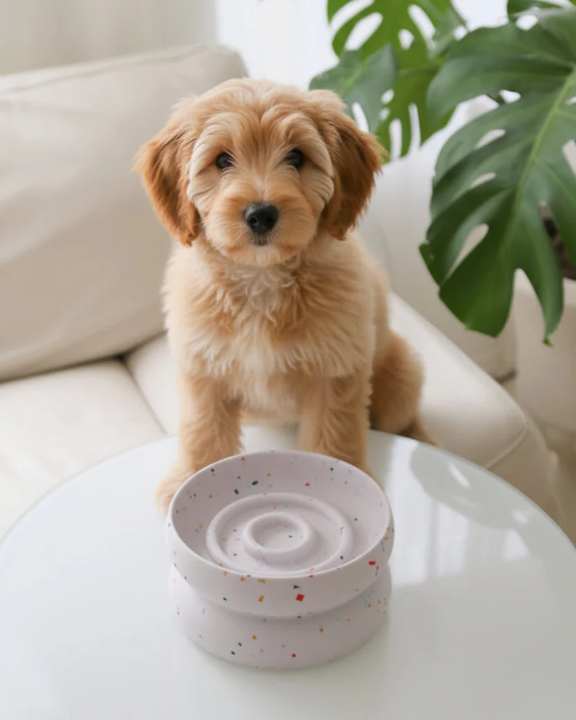 Dapple Dining Reversible Slow Feeder Dog Bowl - Image 2