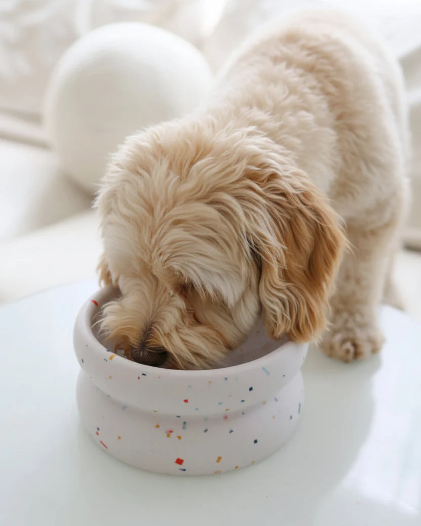 Dapple Dining Reversible Slow Feeder Dog Bowl - Image 4