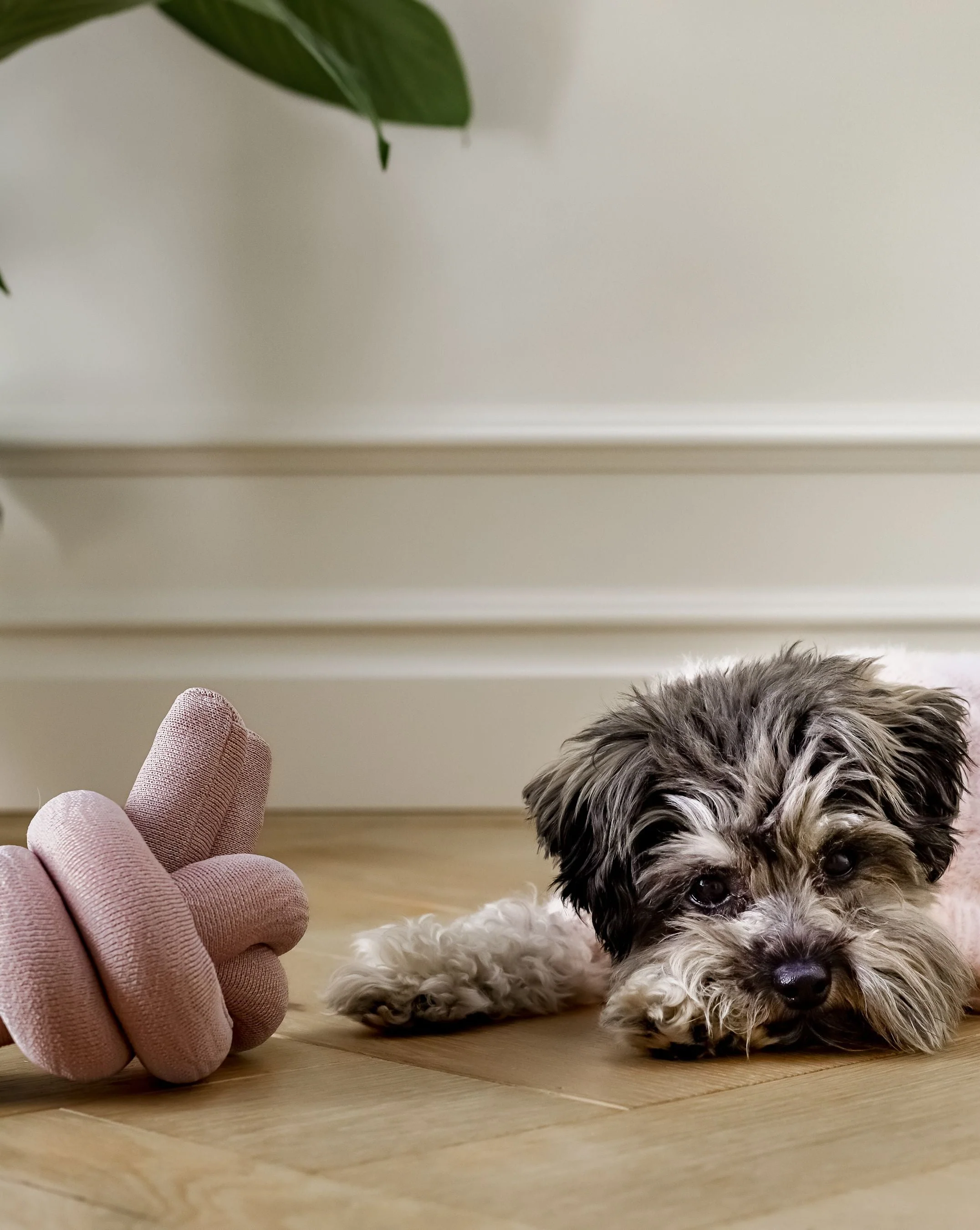 Lola Squeaker Toy in Pink - Image 6