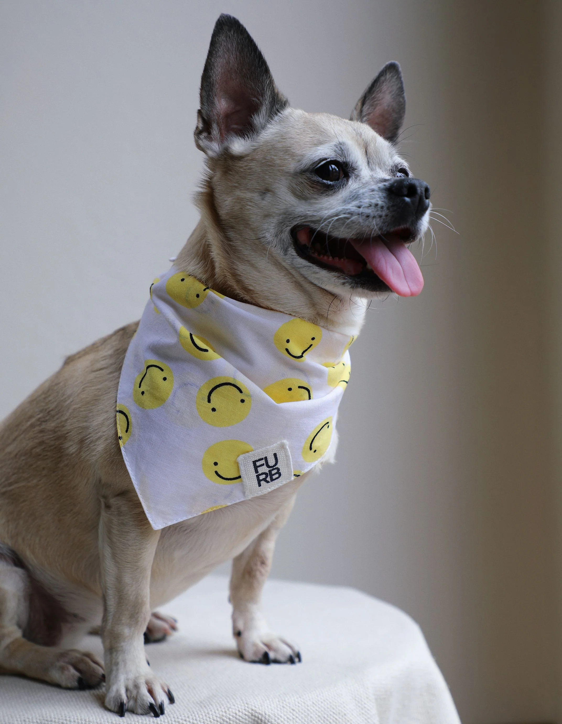 Stella Smiley Face Dog Bandana - Image 3