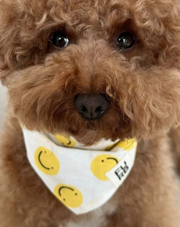 Stella Smiley Face Dog Bandana - Image 5