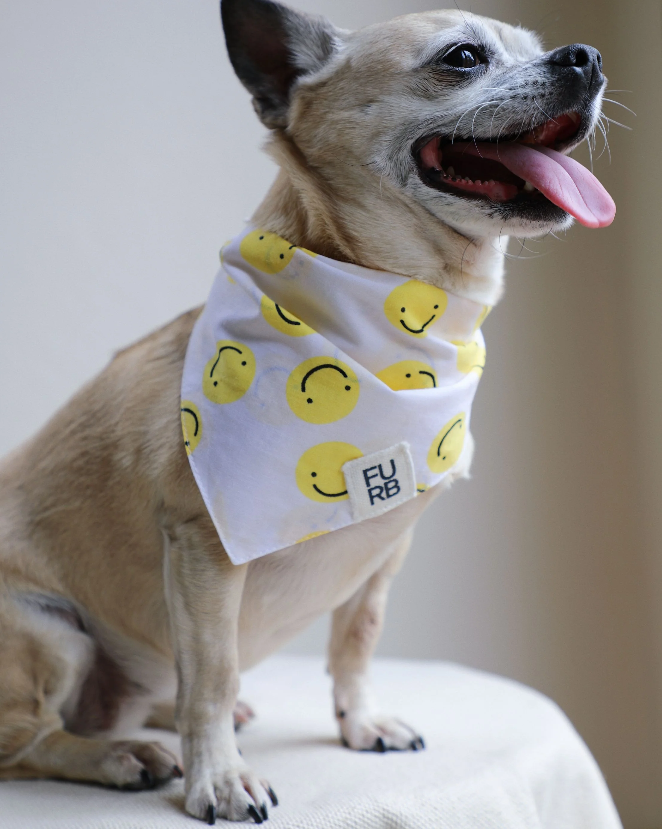 Stella Smiley Face Dog Bandana - Image 7