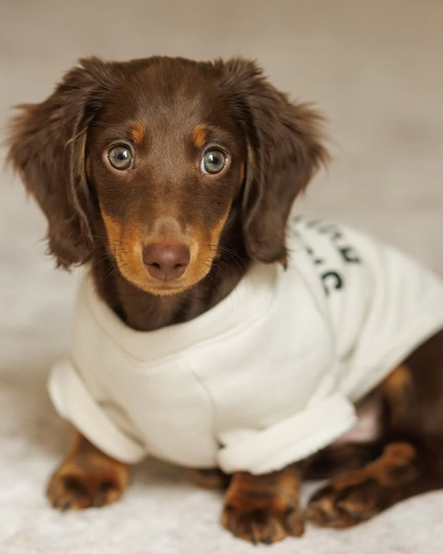 Snuggle Up Dog Sweatshirt - Image 3