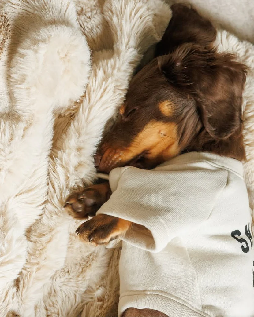 Snuggle Up Dog Sweatshirt - Image 5