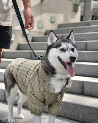 Soho Cute Green Packable Dog Jacket - Image 3