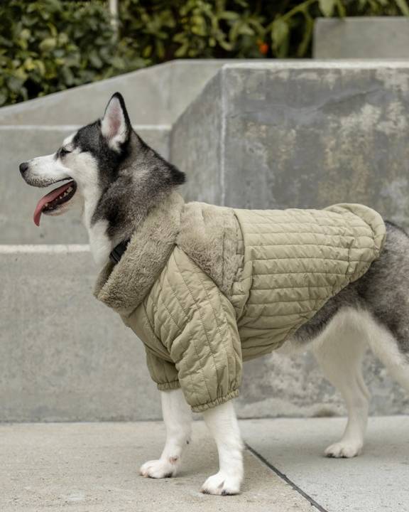 Soho Cute Green Packable Dog Jacket - Image 5