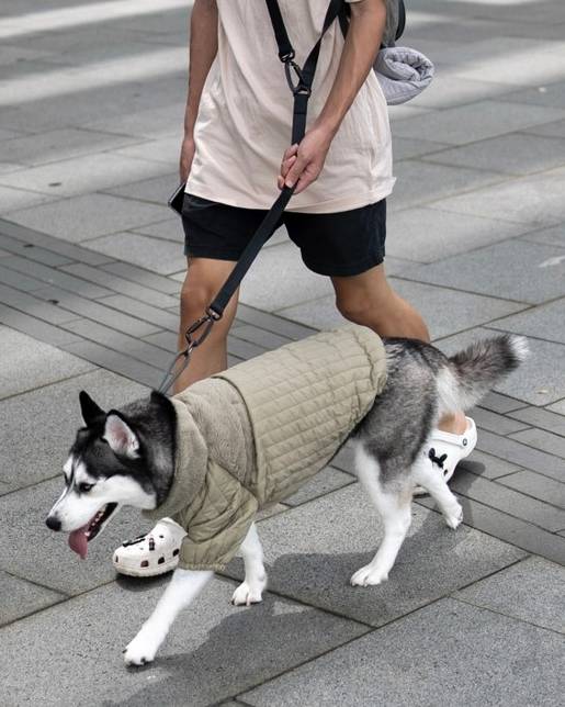 Soho Cute Green Packable Dog Jacket - Image 6