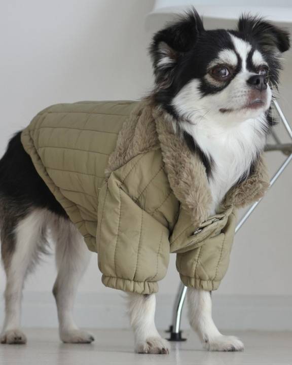 Soho Cute Green Packable Dog Jacket - Image 8
