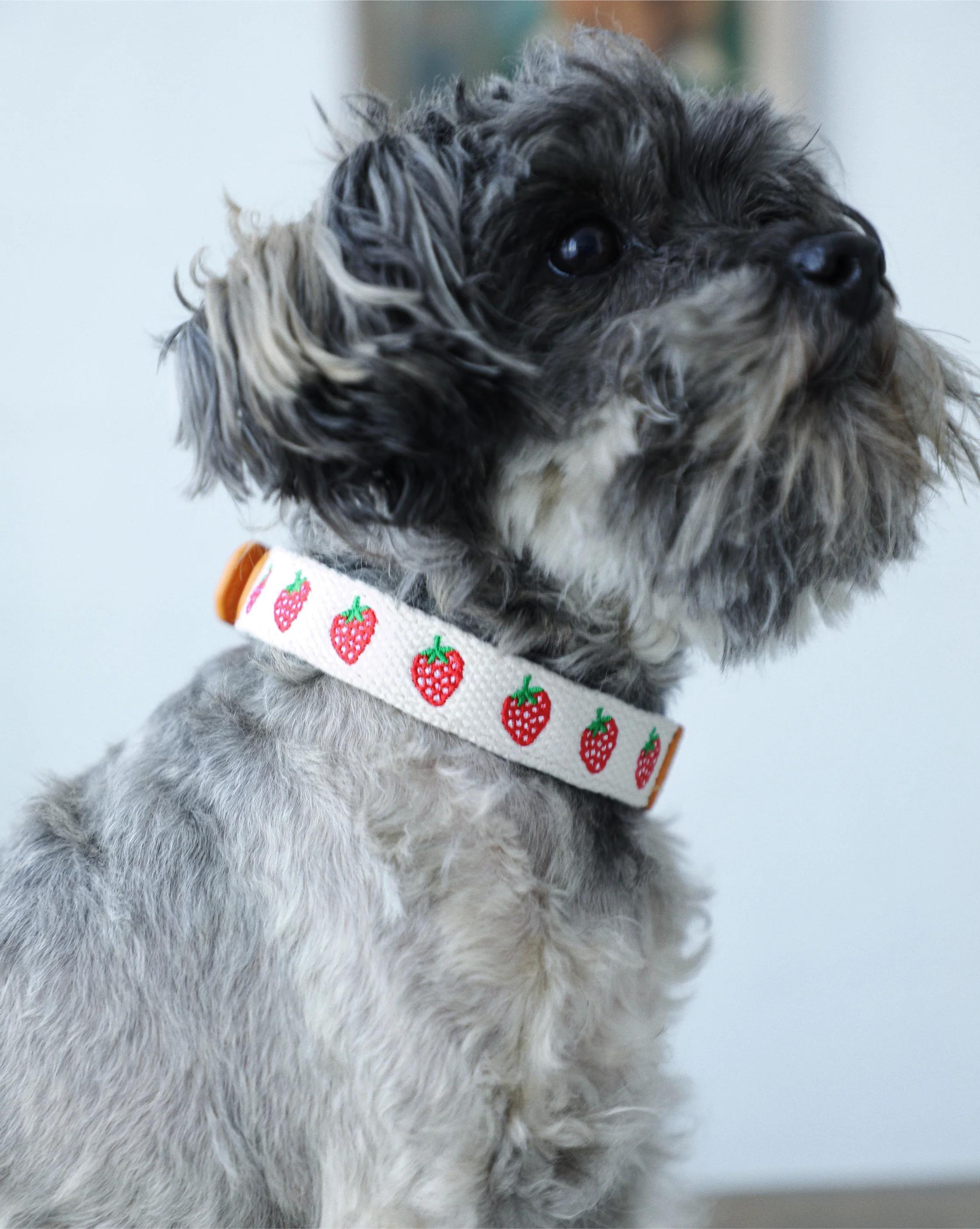 Petit Market Strawberry Embroidered Dog Collar - Image 2
