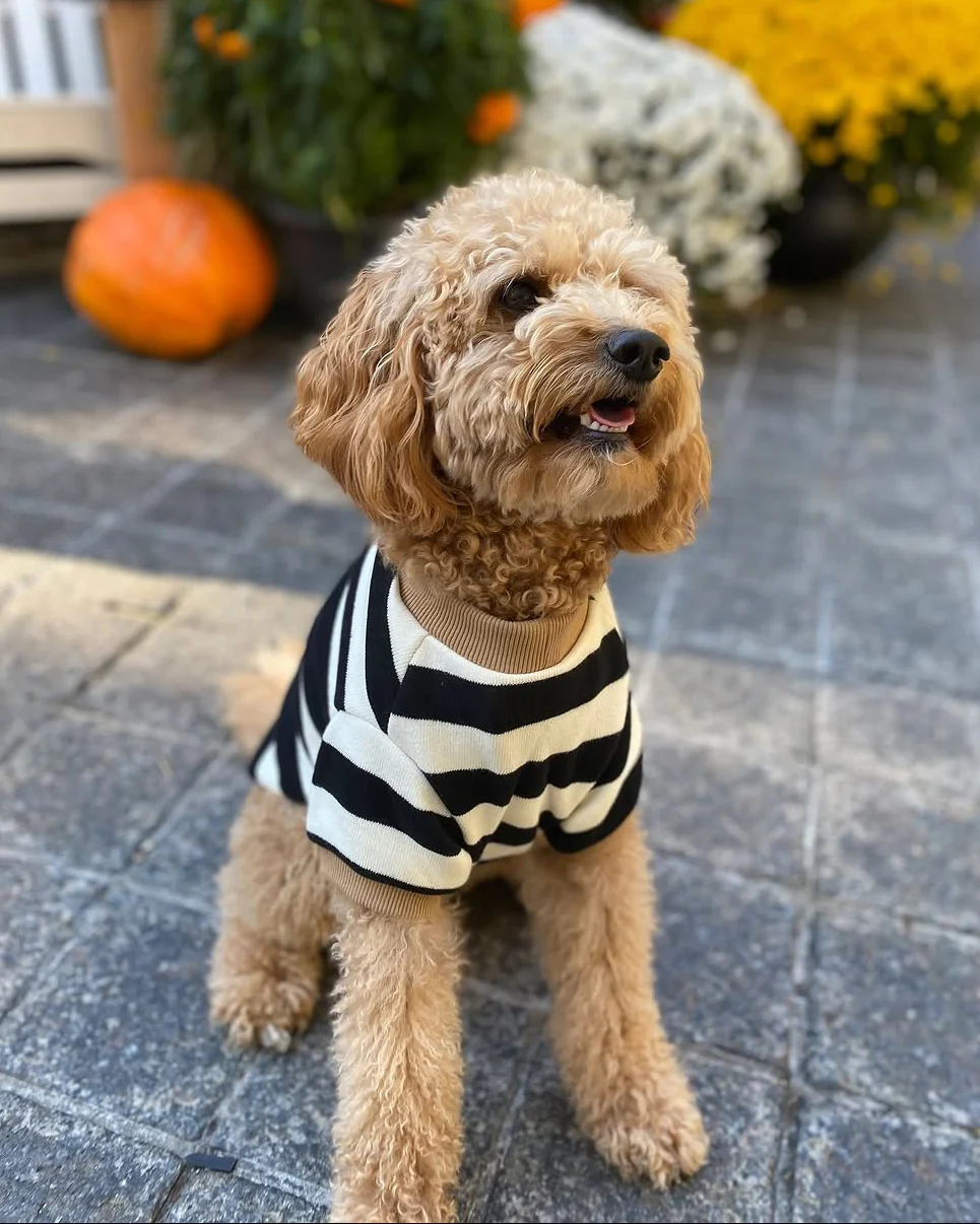 Cooper Black + White Striped Dog Sweatshirt - Image 10