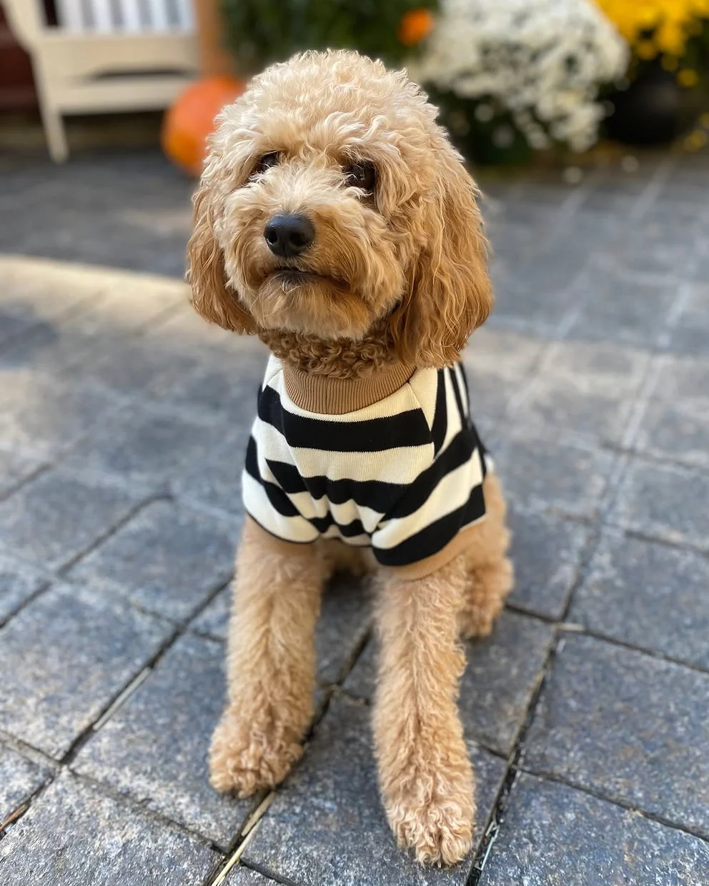 Cooper Black + White Striped Dog Sweatshirt - Image 11