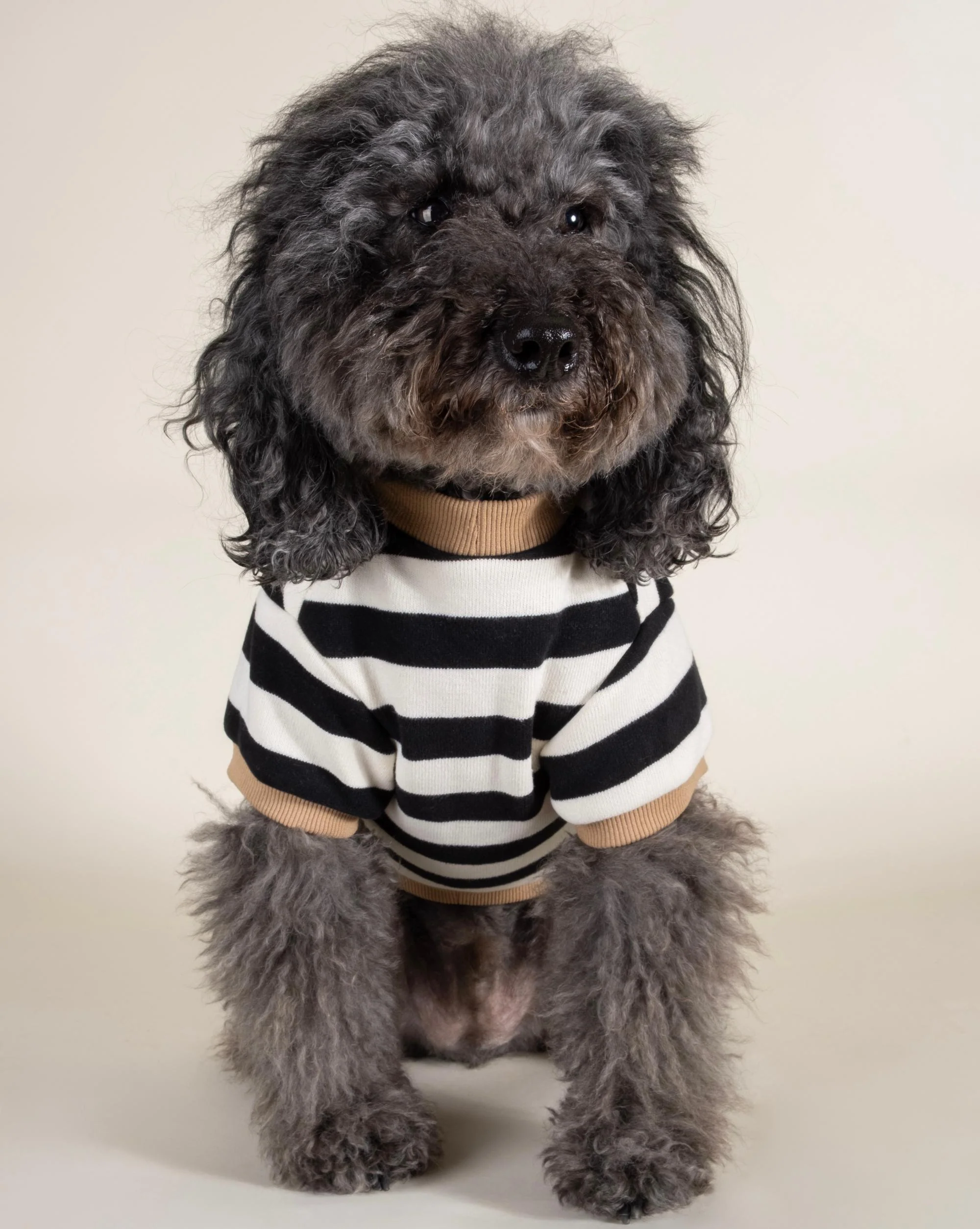 Cooper Black + White Striped Dog Sweatshirt - Image 3
