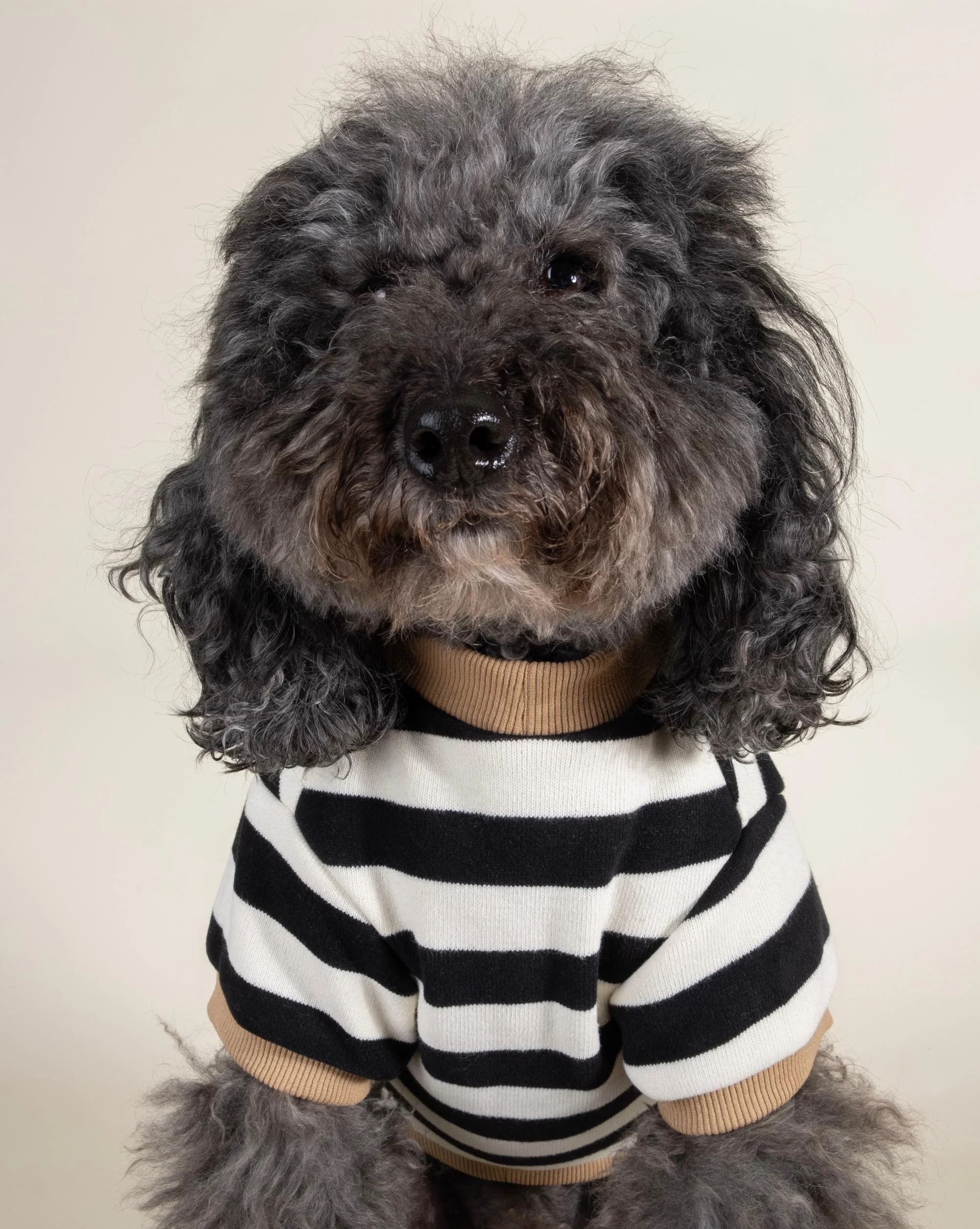 Cooper Black + White Striped Dog Sweatshirt - Image 5