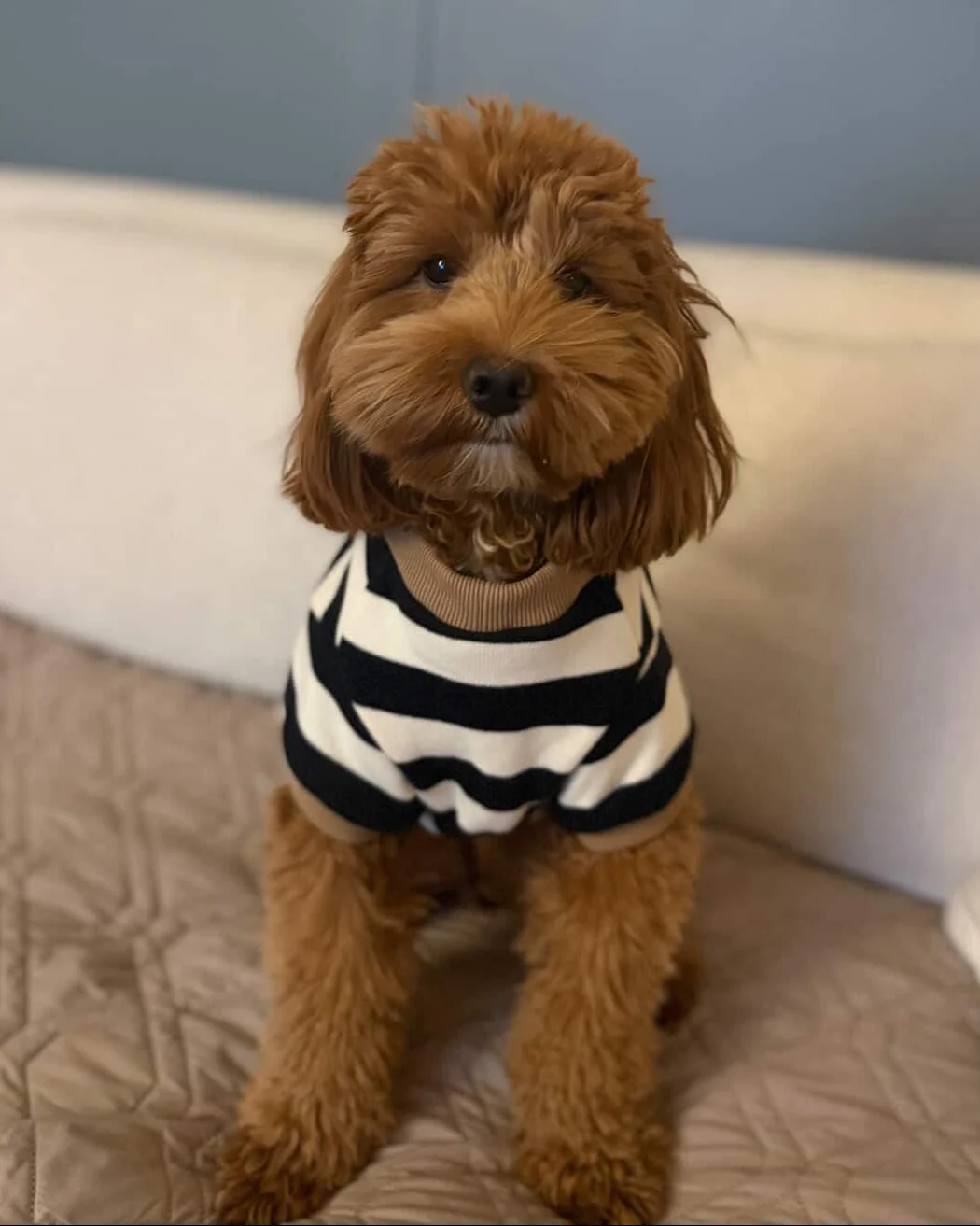 Cooper Black + White Striped Dog Sweatshirt - Image 9