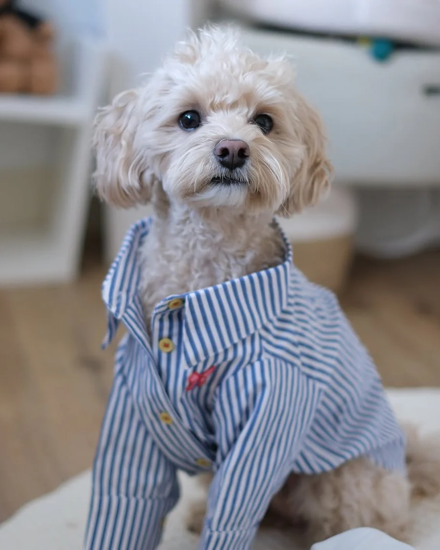 Nantucket Blue + White Striped Button Up - Image 7