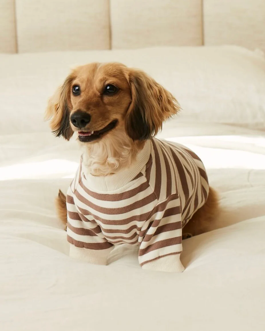 Camden Brown Striped Dog Sweatshirt - Image 10