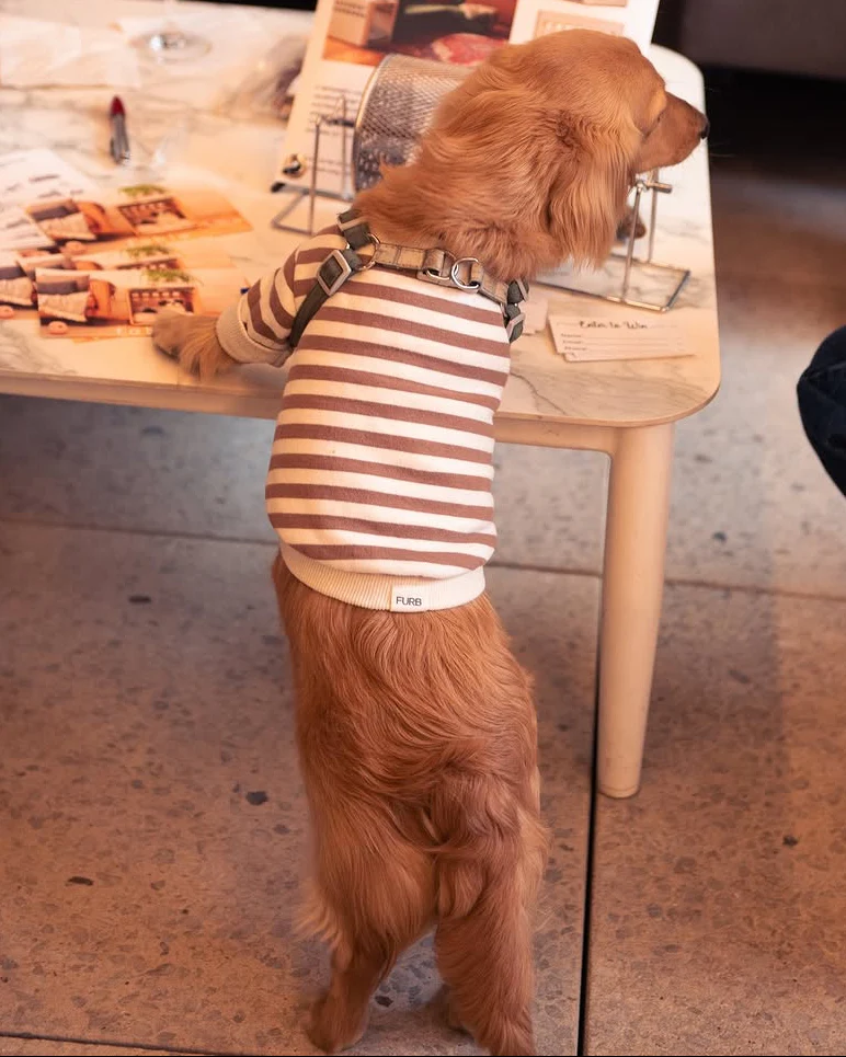 Camden Brown Striped Dog Sweatshirt - Image 11
