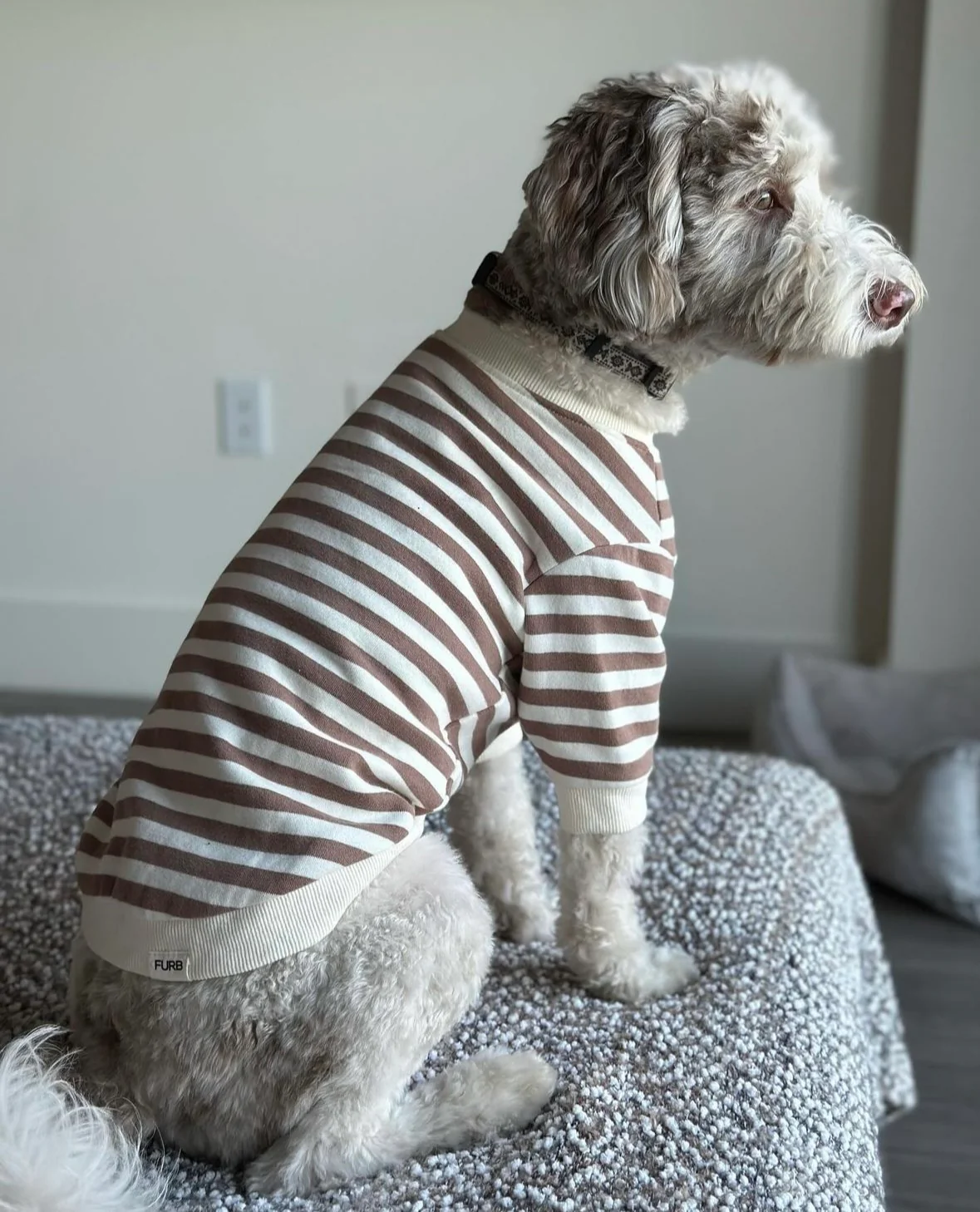 Camden Brown Striped Dog Sweatshirt - Image 4