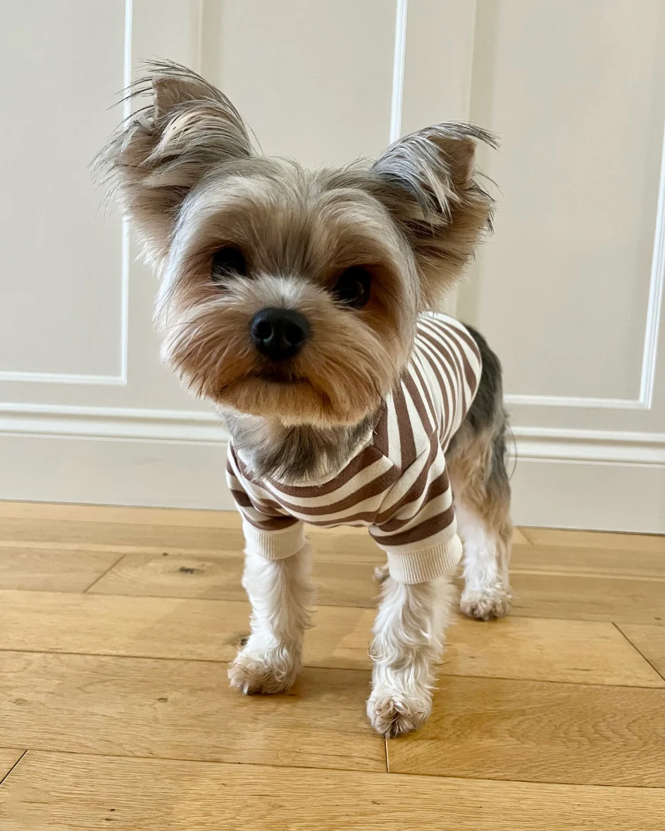 Camden Brown Striped Dog Sweatshirt - Image 8