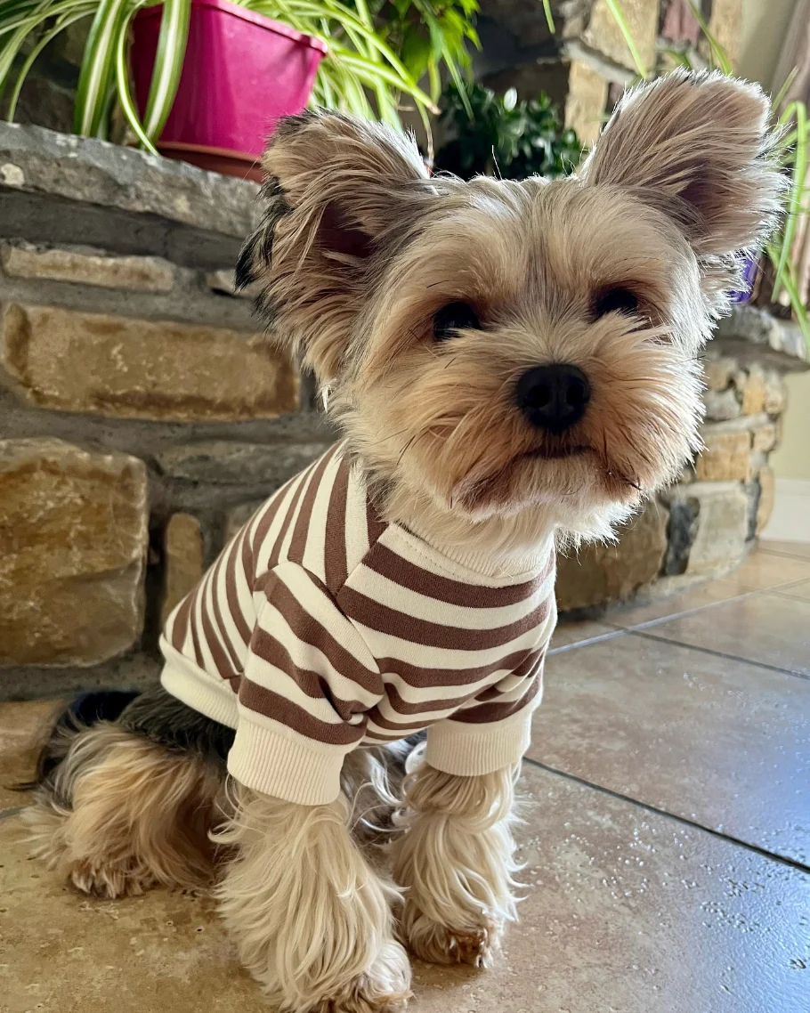 Camden Brown Striped Dog Sweatshirt - Image 9