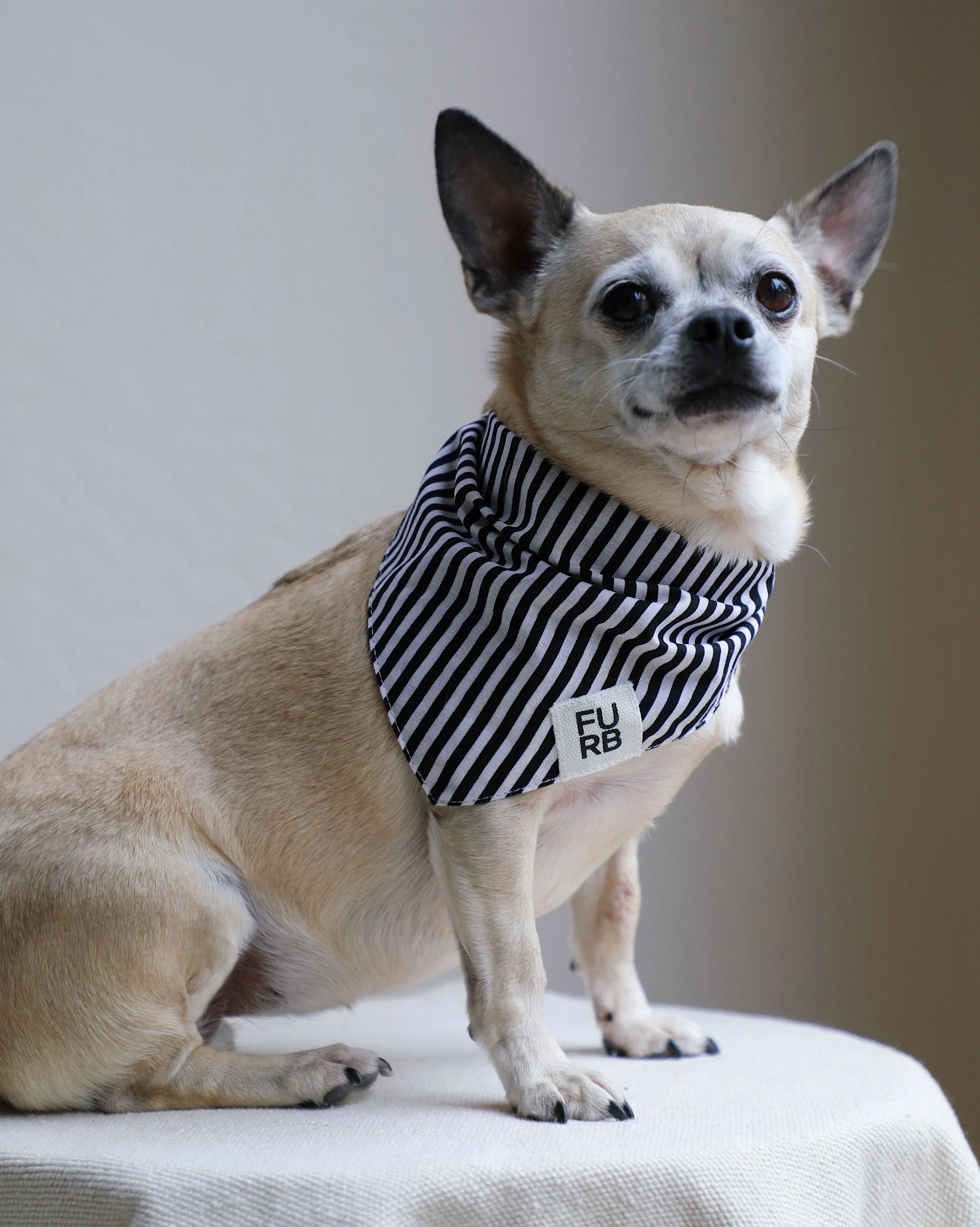 Captain Black + White Striped Dog Bandana - Image 2