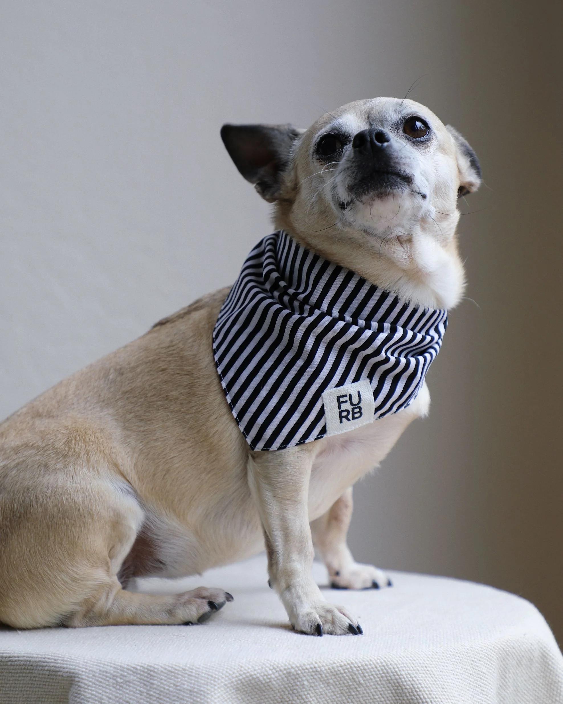 Captain Black + White Striped Dog Bandana - Image 5