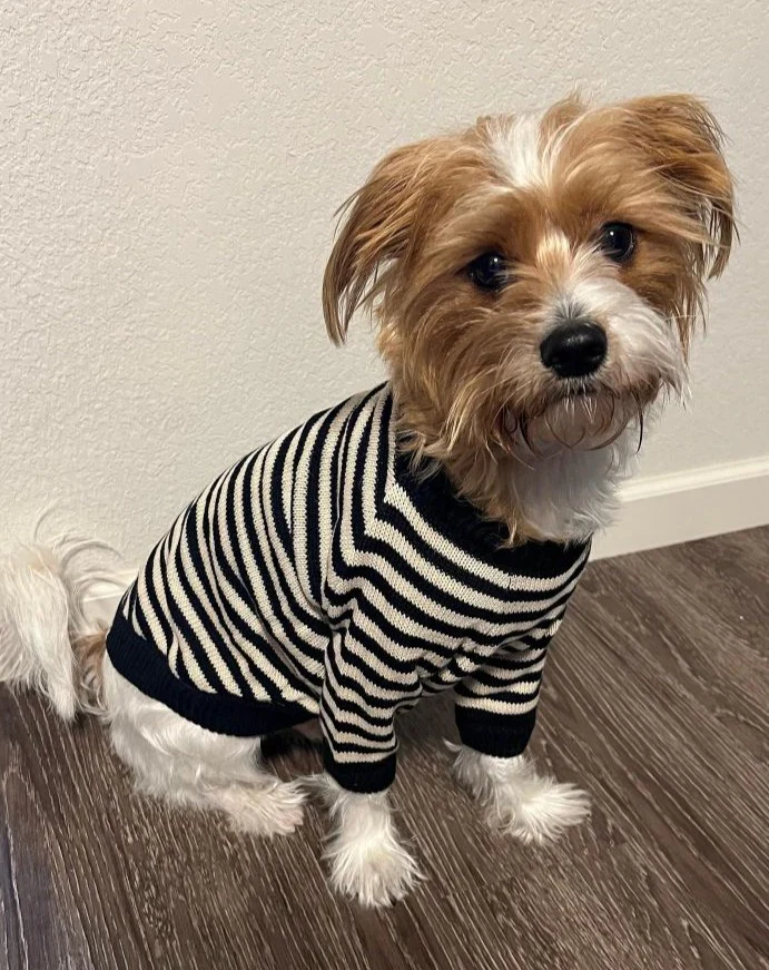 Like A Bandit Black Striped Dog Sweater - Image 10