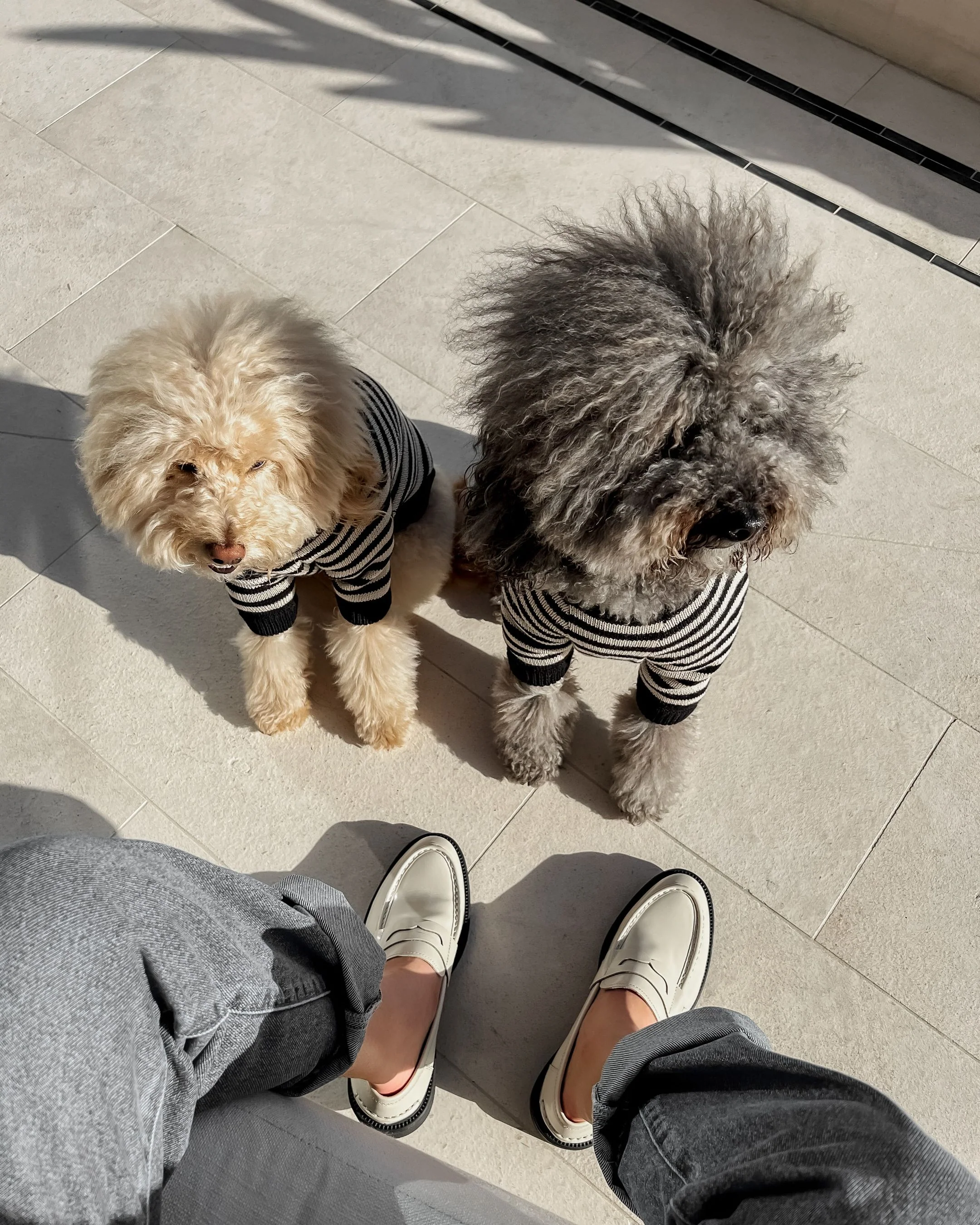 Like A Bandit Black Striped Dog Sweater - Image 8