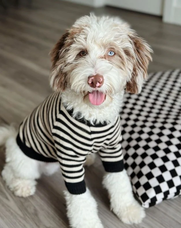 Like A Bandit Black Striped Dog Sweater - Image 9
