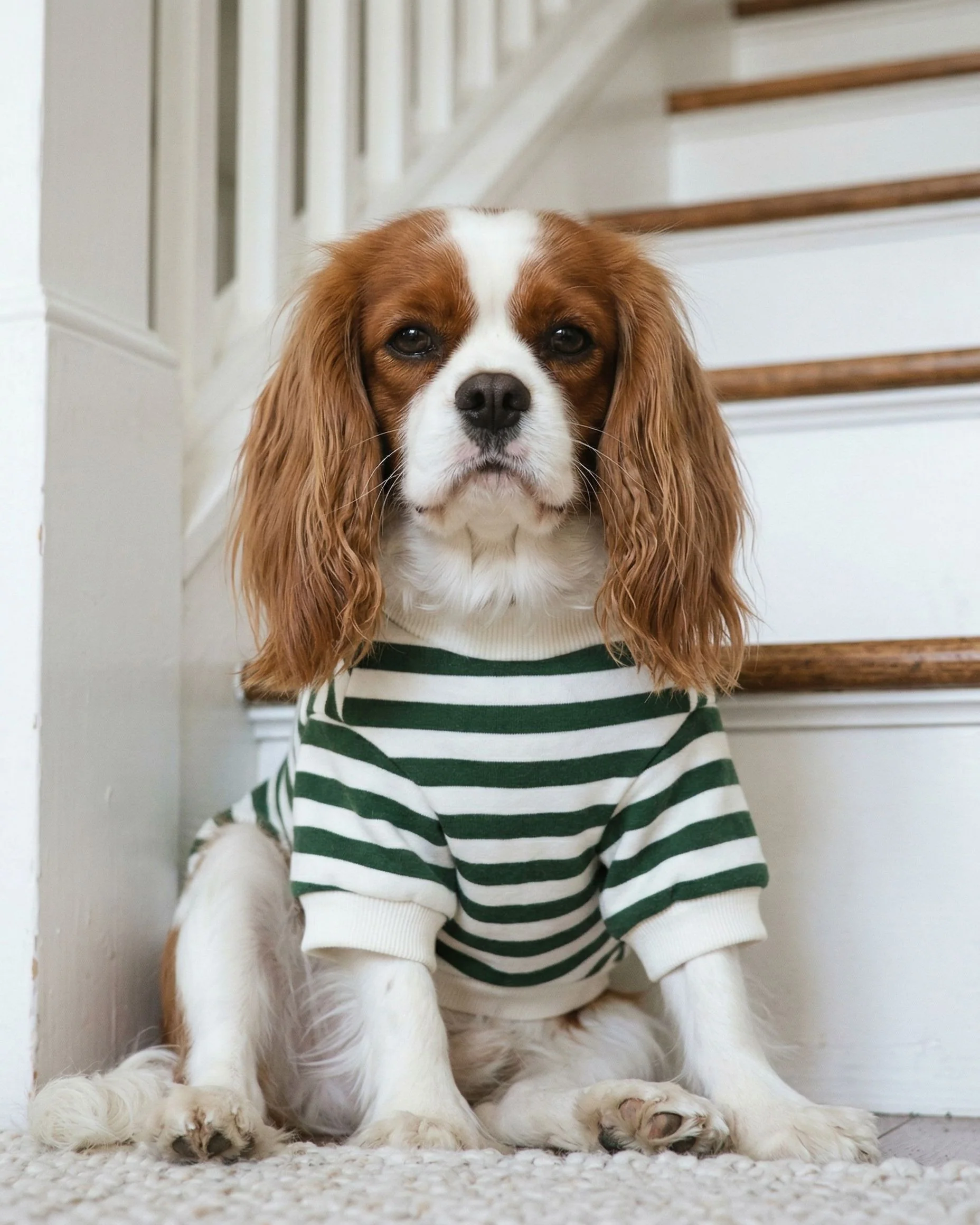 Cooper Green + Ivory Striped Dog Sweatshirt