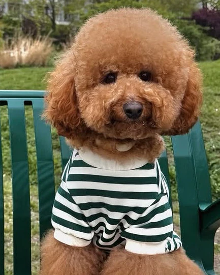 Cooper Green + Ivory Striped Dog Sweatshirt - Image 3