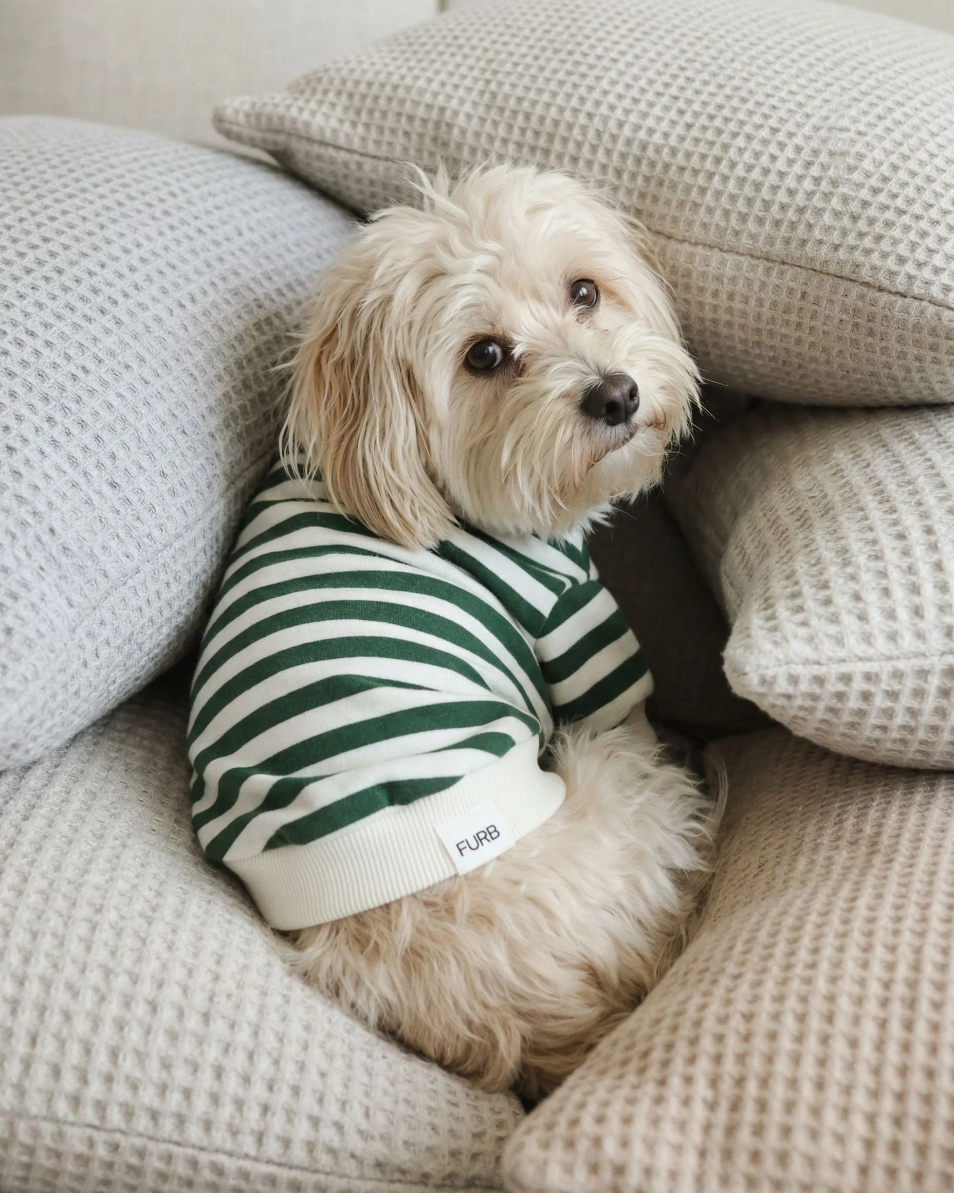 Cooper Green + Ivory Striped Dog Sweatshirt - Image 4