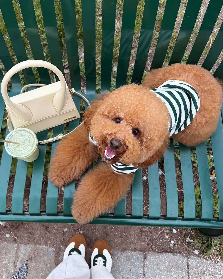 Cooper Green + Ivory Striped Dog Sweatshirt - Image 6