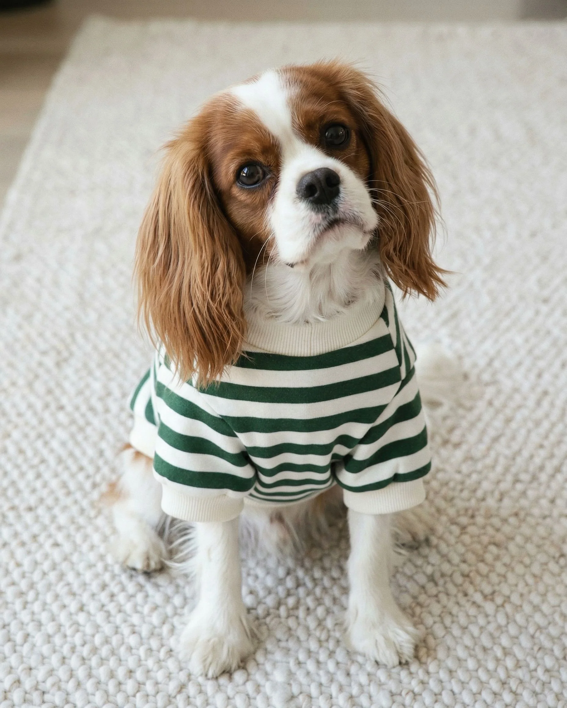 Cooper Green + Ivory Striped Dog Sweatshirt - Image 8