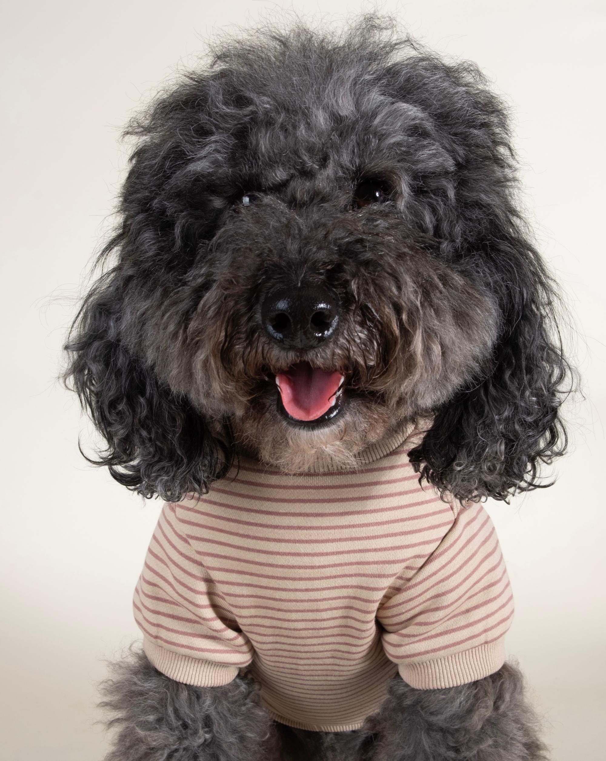 Cali Blush Striped Dog Sweatshirt