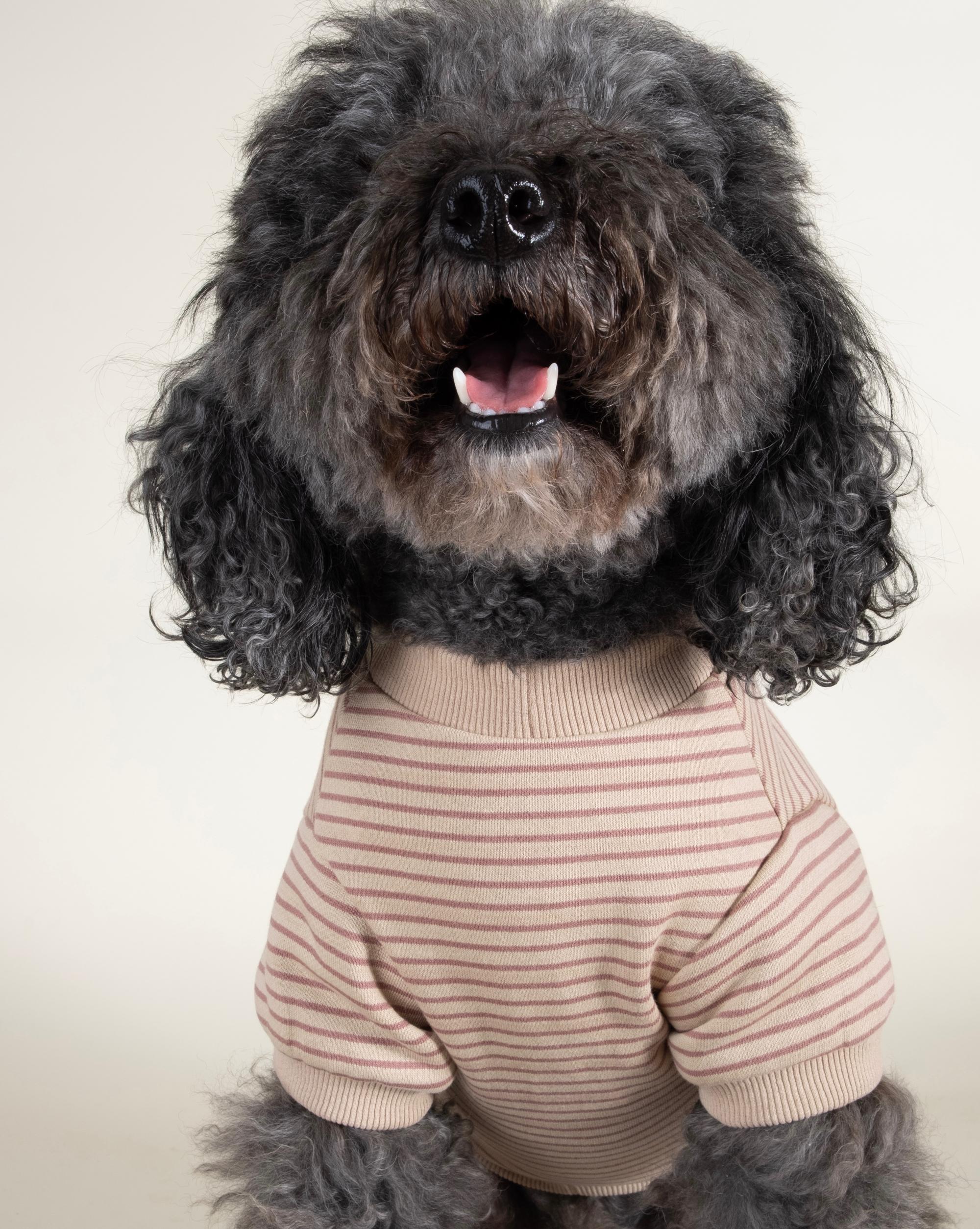 Cali Blush Striped Dog Sweatshirt - Image 3
