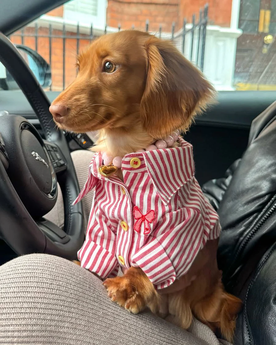 Nantucket Red + White Striped Button Up - Image 6
