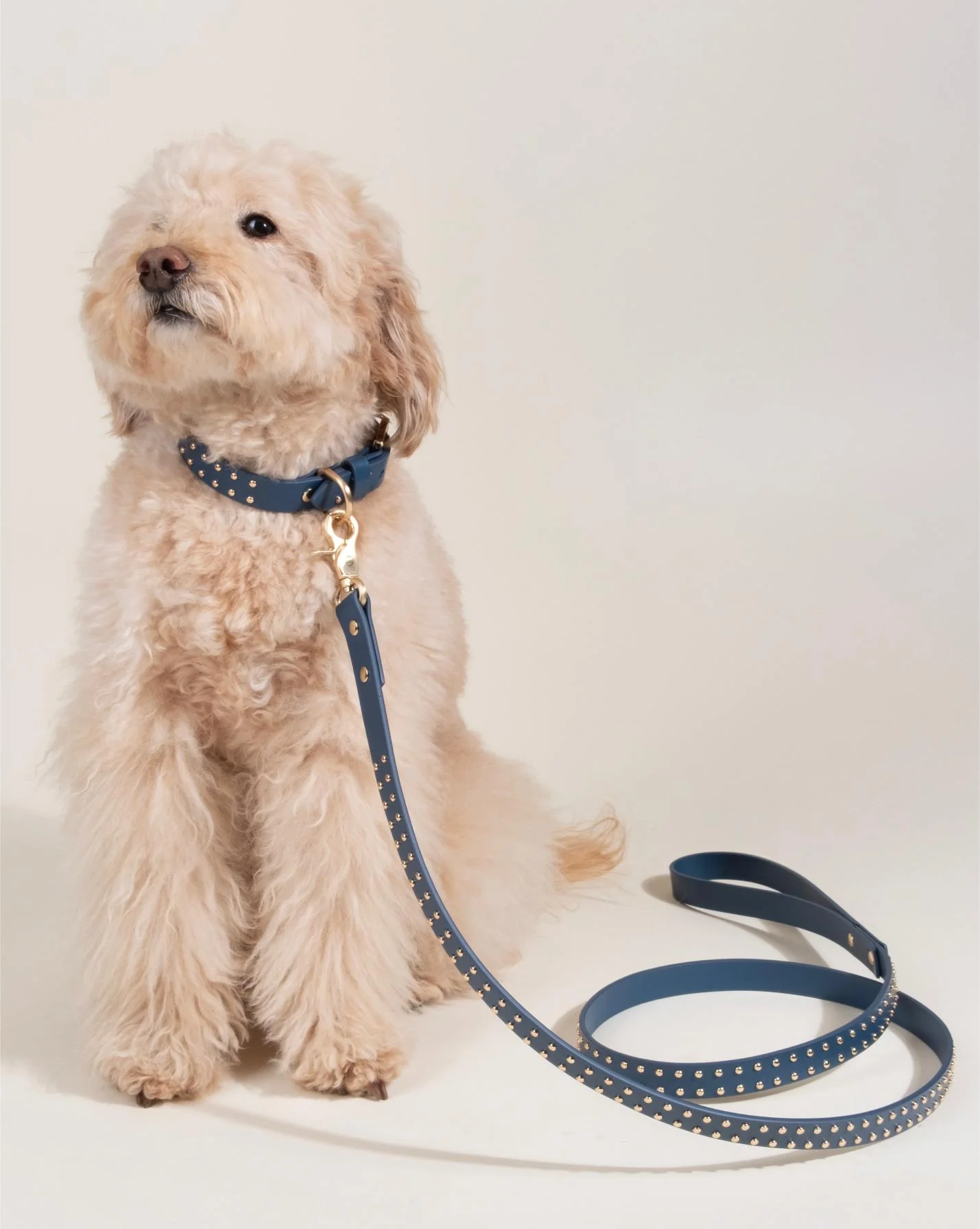 What a Stud Anchor Blue Leather Dog Collar - Image 10