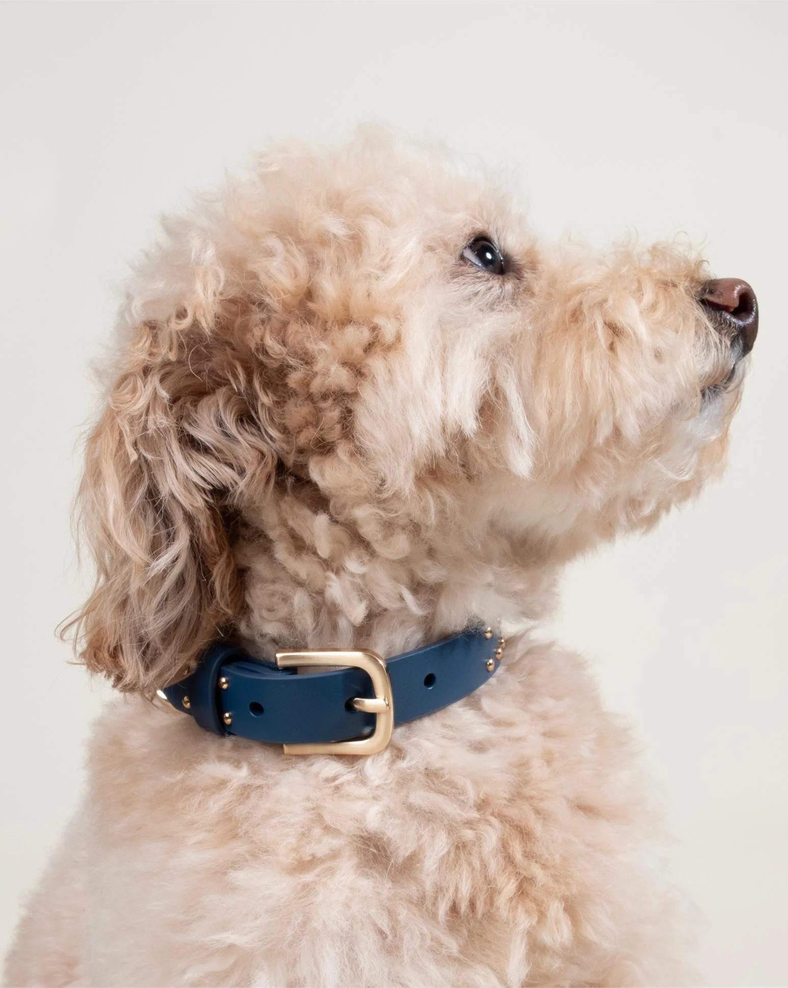 What a Stud Anchor Blue Leather Dog Collar - Image 2